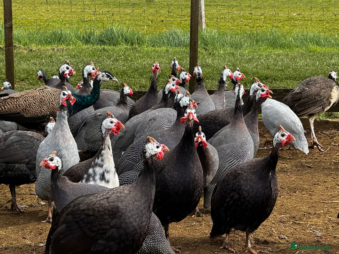 Guinea Fowl poultry for sale: Guineafowl & Peafowl in Romsey - Advert 2