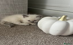 Ragdoll cats for sale: Beautiful Ragdoll kittens - Image 8
