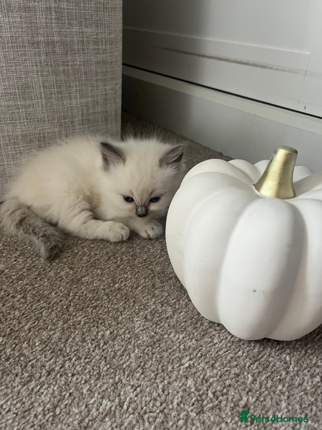 Ragdoll cats for sale: Beautiful Ragdoll kittens - Image 8