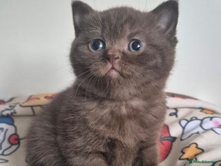 British Shorthair cats **Stunning TICA Registered Kittens** - Advert 10