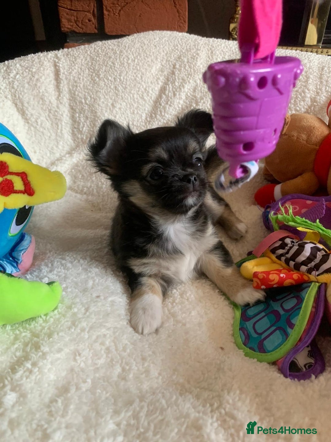 Chihuahua dogs for sale: Adorable semi long coat chihuahua puppies - Image 8