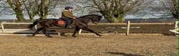 Irish Thoroughbred horses for sale: 15hh 5 year old gelding in Bargoed - Advert 7