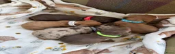 Miniature Dachshund dogs for sale: Miniature dachshund puppies available  - Advert 8