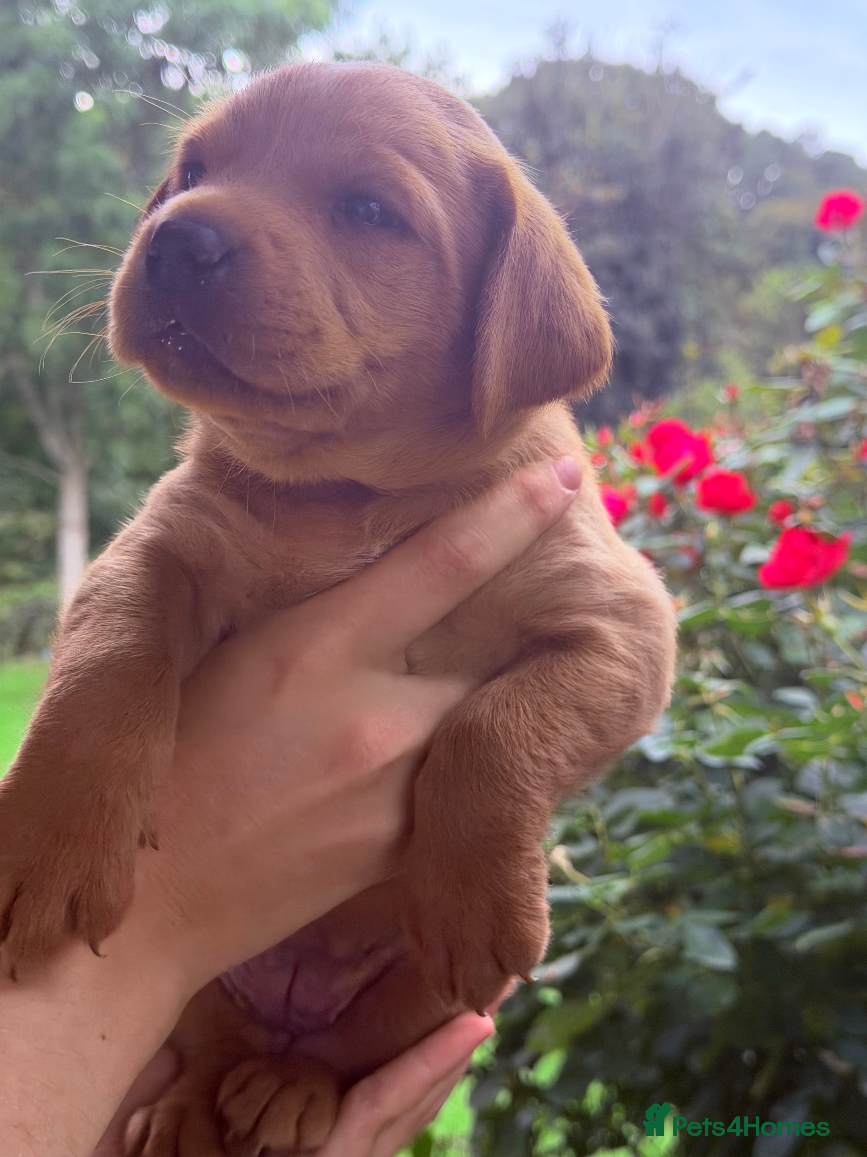 Labrador Retriever dogs 🌟 5 beautiful pups remaining 🌟 - Advert 2