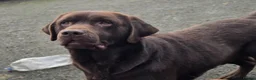Labrador Retriever dogs for sale: Chocolate Labrador puppies - Advert 3