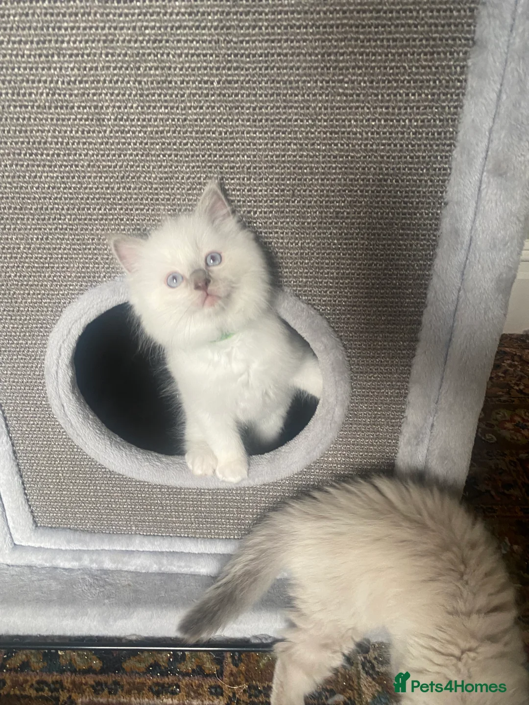Ragdoll cats for sale: Gccf registered ragdoll kittens  - Advert 9