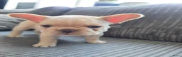 French Bulldog dogs for sale: French bulldog Puppies.  - Advert 13