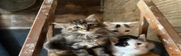 Mixed Breed cats for sale: Kitten  - Advert 7
