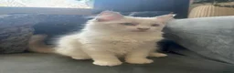 Ragdoll cats for sale: Purebreed Ragdoll kittens - Advert 5