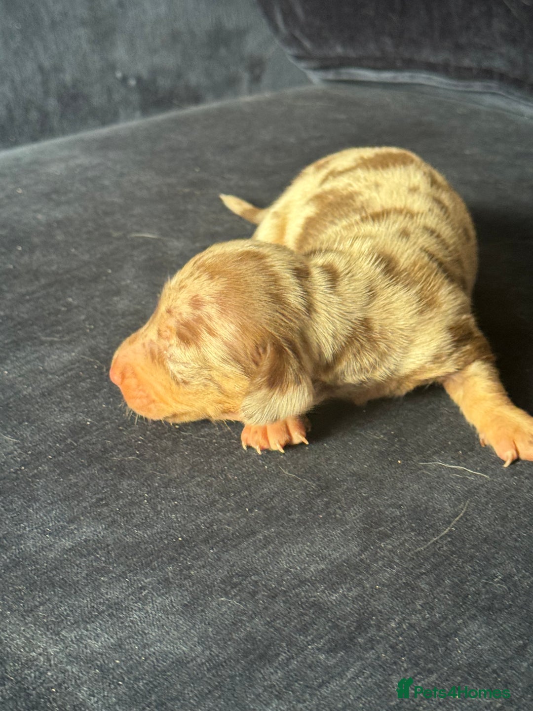Miniature Dachshund dogs for sale: Miniature dachshund puppies  - Image 3