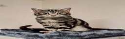 Mixed Breed cats for sale: Bengal Marble & British Shorthair  - Advert 17