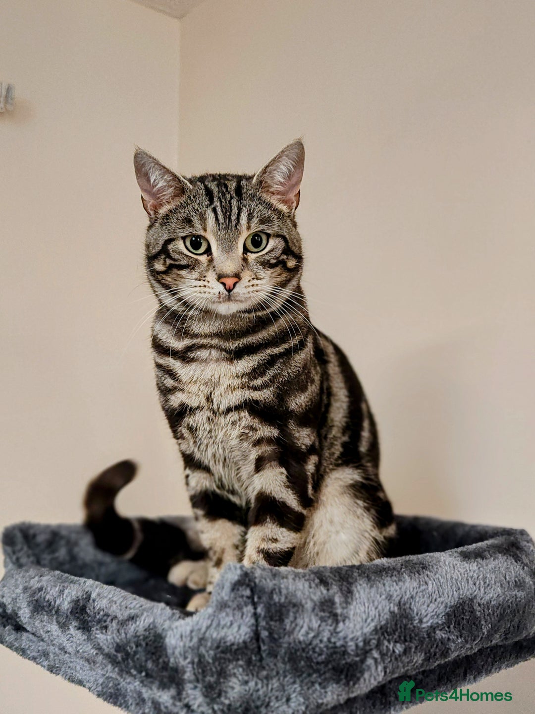 Mixed Breed cats for sale: Bengal Marble & British Shorthair  - Advert 17