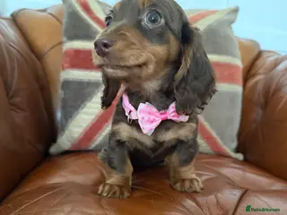 Miniature Dachshund dogs Stunning Longcoats 5 Star Reviews 5 Star Licensed - Advert 2
