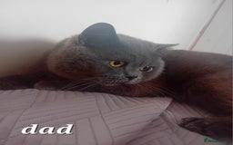 British Shorthair cats for sale: British shorthair kitten,  boy still available  - Image 3