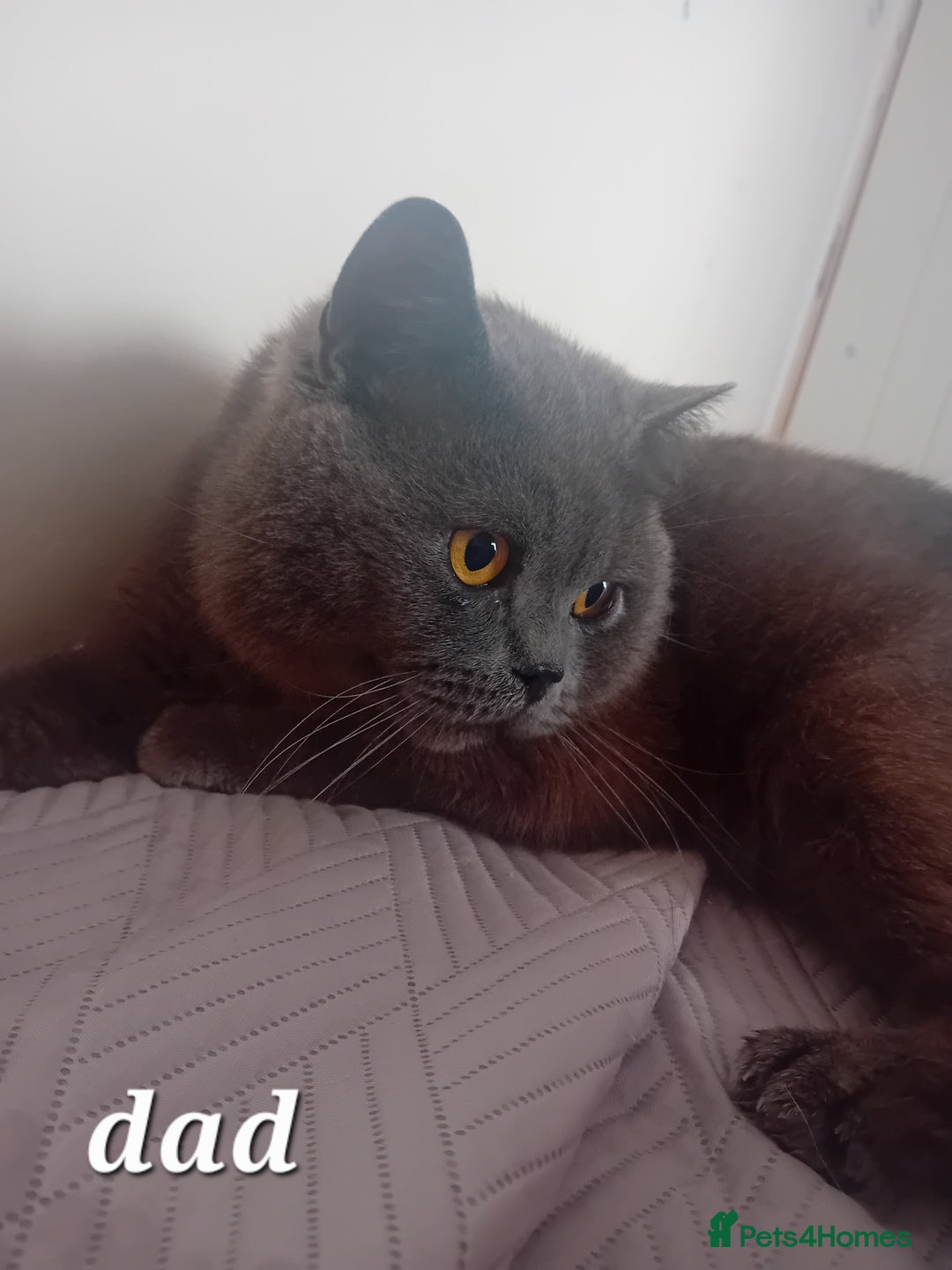 British Shorthair cats for sale: British shorthair kitten,  boy still available  - Image 3