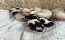 Mixed Breed dogs for sale: Adorable Jack Russel x Chihuahua puppies  - Image 2
