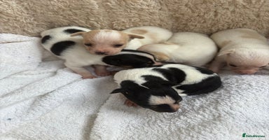 Mixed Breed dogs - Advert 6
