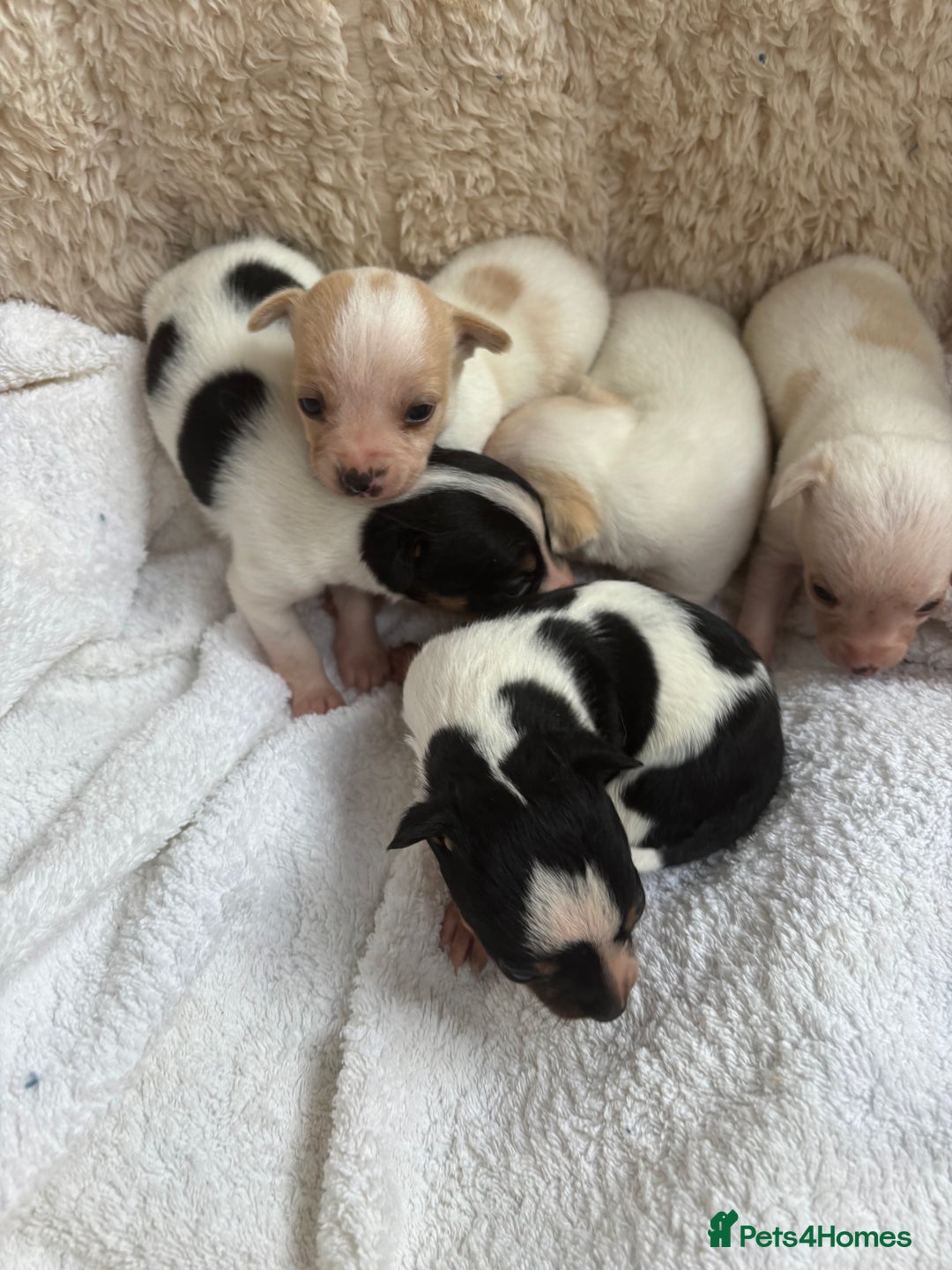 Mixed Breed dogs for sale: Adorable Jack Russel x Chihuahua puppies  - Image 2