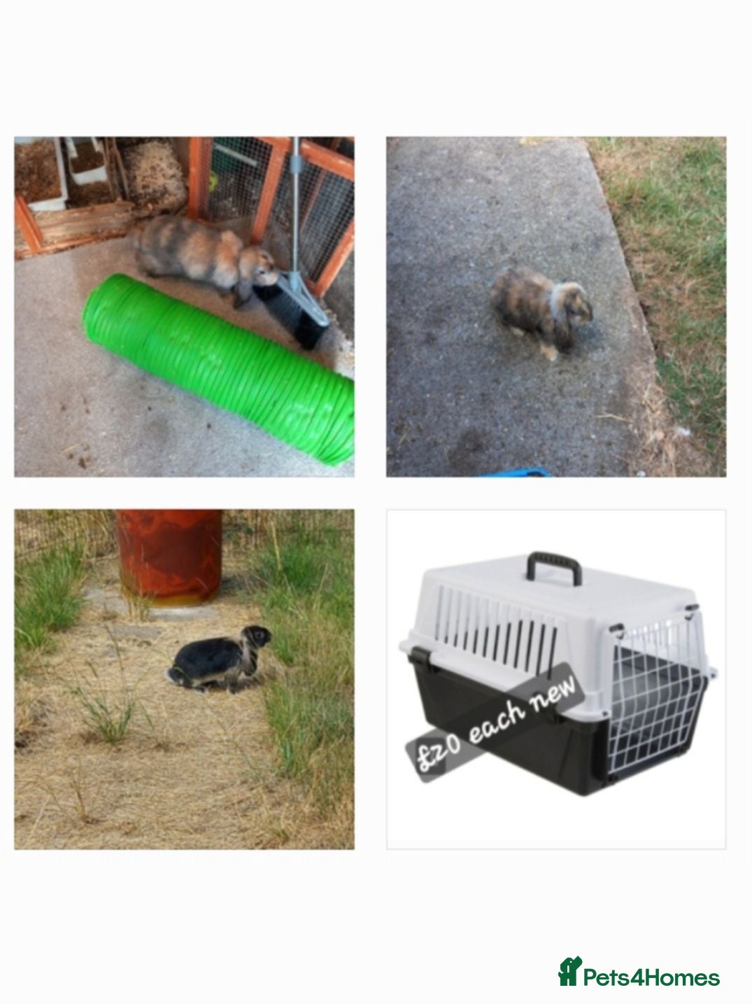 French Lop rabbits Baby French lop giant rabbits for sale - Advert 6