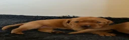 Labrador Retriever dogs for sale: EXCEPTIONAL KC reg DARK FOX RED LABRADOR PUPS - Advert 18