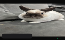 Netherland Dwarf rabbits for sale: Netherland dwarf  rabbits - Image 2