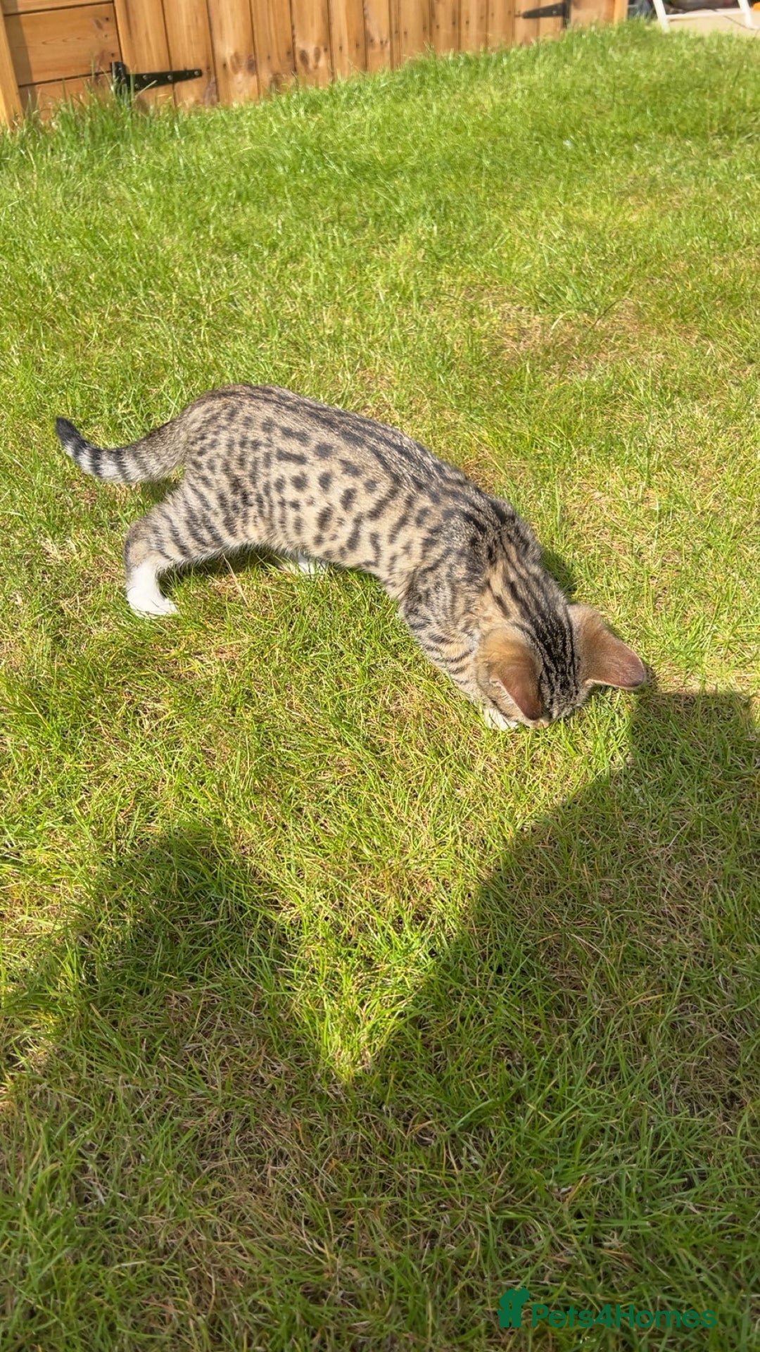 Bengal cats for sale: Bengal Mixed - Image 3