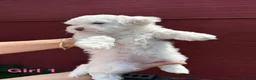 Bichon Frise dogs for sale:     🐶 6 Adorable Puppies Looking for a Home - Advert 36
