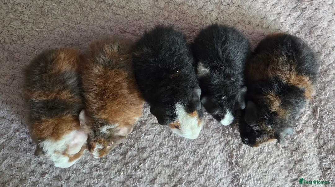 Guinea Pig rodents for sale: Teddy Baby Boar Guinea pigs - Advert 7