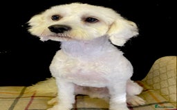Cavapoo dogs for sale: VERY GENTLE F1b CAVAPOO~ LOVING HOME REQUIRED  - Image 4