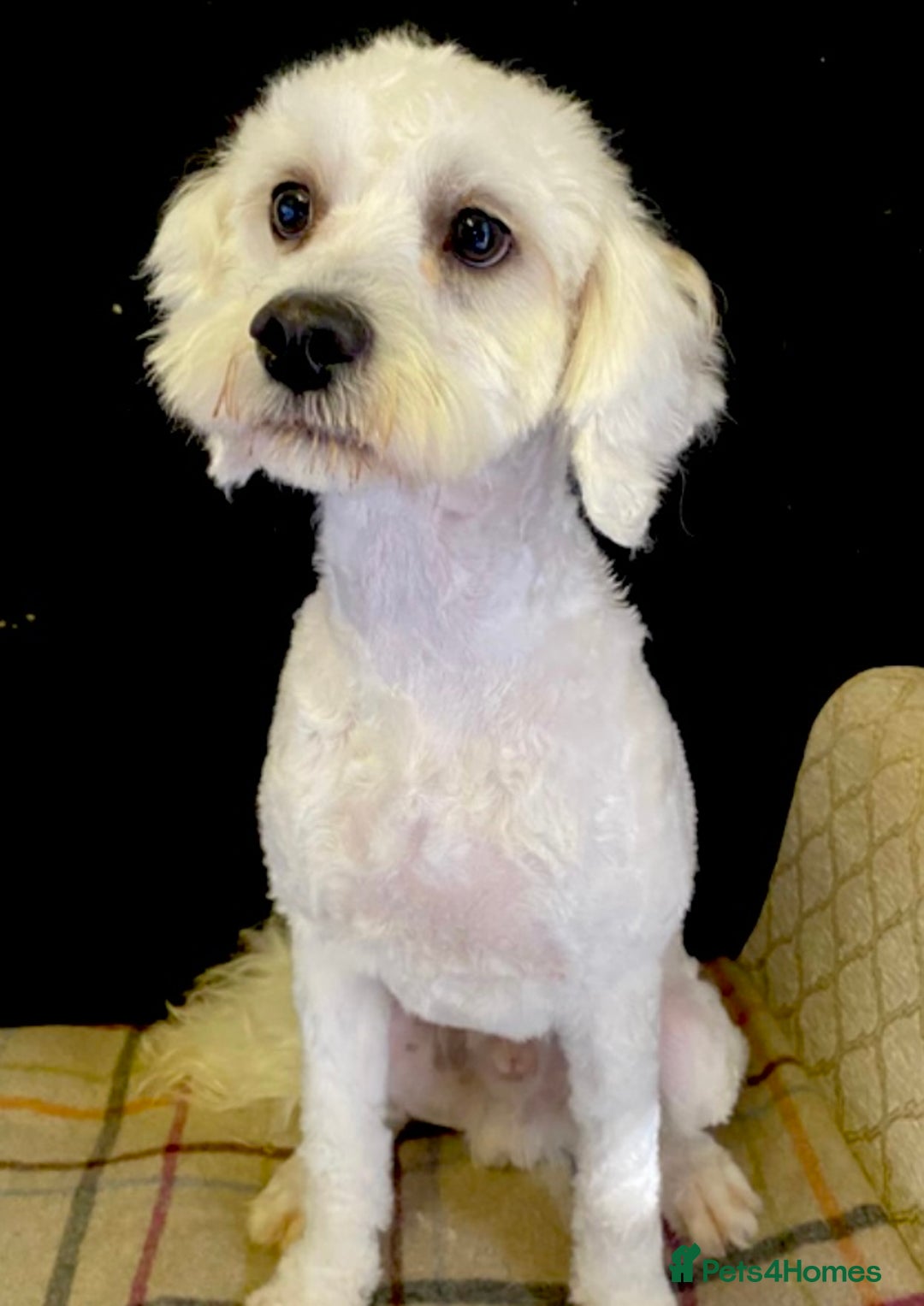 Cavapoo dogs for sale: VERY GENTLE F1b CAVAPOO~ LOVING HOME REQUIRED  - Image 4