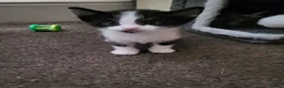 Mixed Breed cats for sale: 3 male black and white kittens 😸  - Advert 3