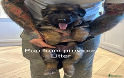 German Shepherd dogs for sale: Beautiful purebred German shepherd puppies - Image 31