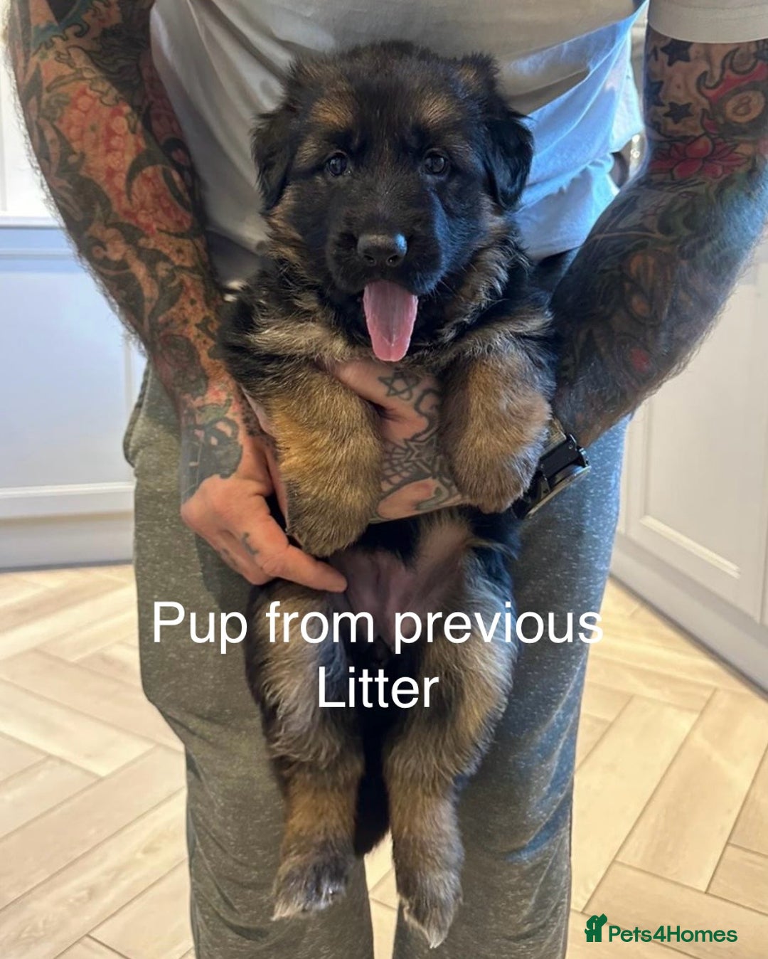 German Shepherd dogs for sale: Beautiful purebred German shepherd puppies - Image 31