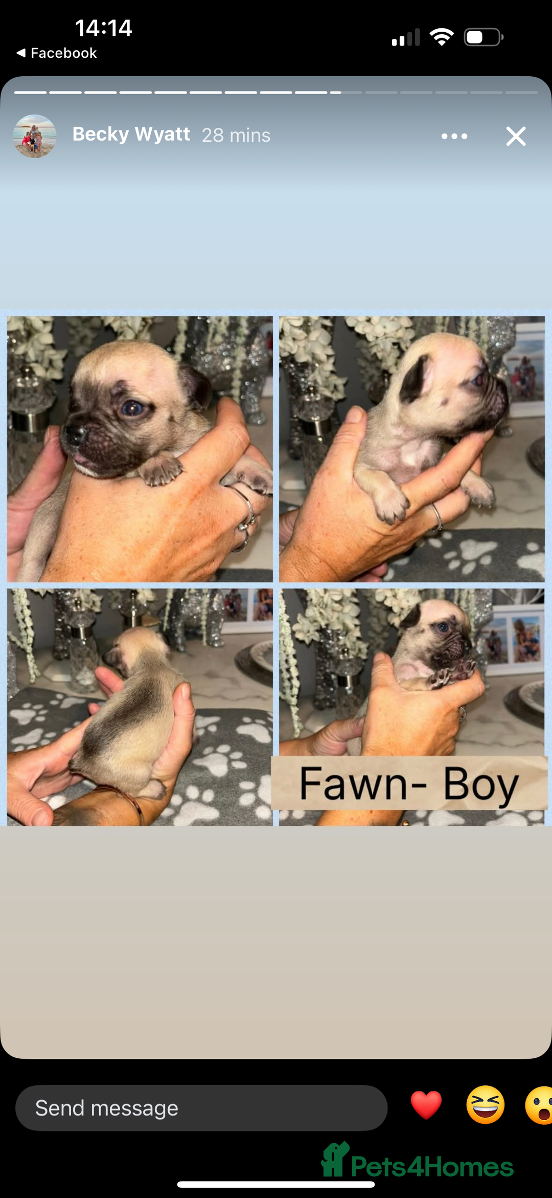 French Bulldog dogs for sale: KC French bulldog  - Image 4