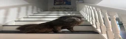 Shar Pei dogs for sale: Top quality champion shar pei for sale - Advert 13
