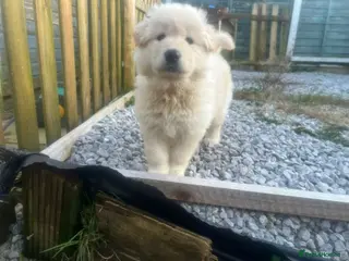 Mixed Breed dogs Northern Inuit X gsd pups💛💚 available now - Advert 12