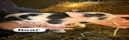 Pig livestock for sale: 🩷Do you have room in your heart for a mini pig🩷 - Advert 12
