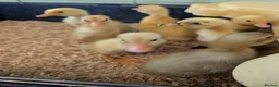 Ducks poultry for sale: Beautiful hatch of Runner Ducklings - Advert 3