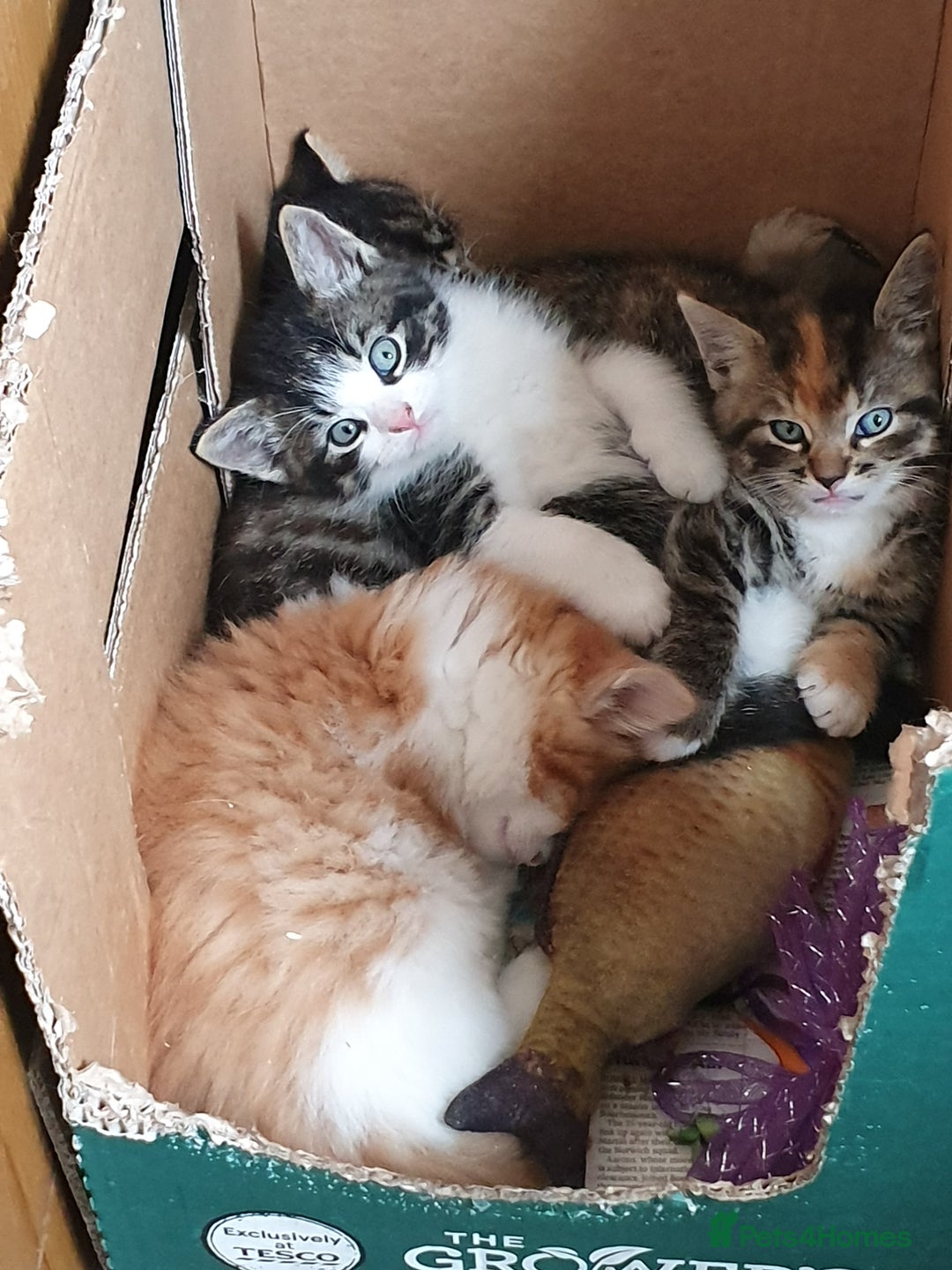 Mixed Breed cats for sale: Adventurous Kittens - Image 1