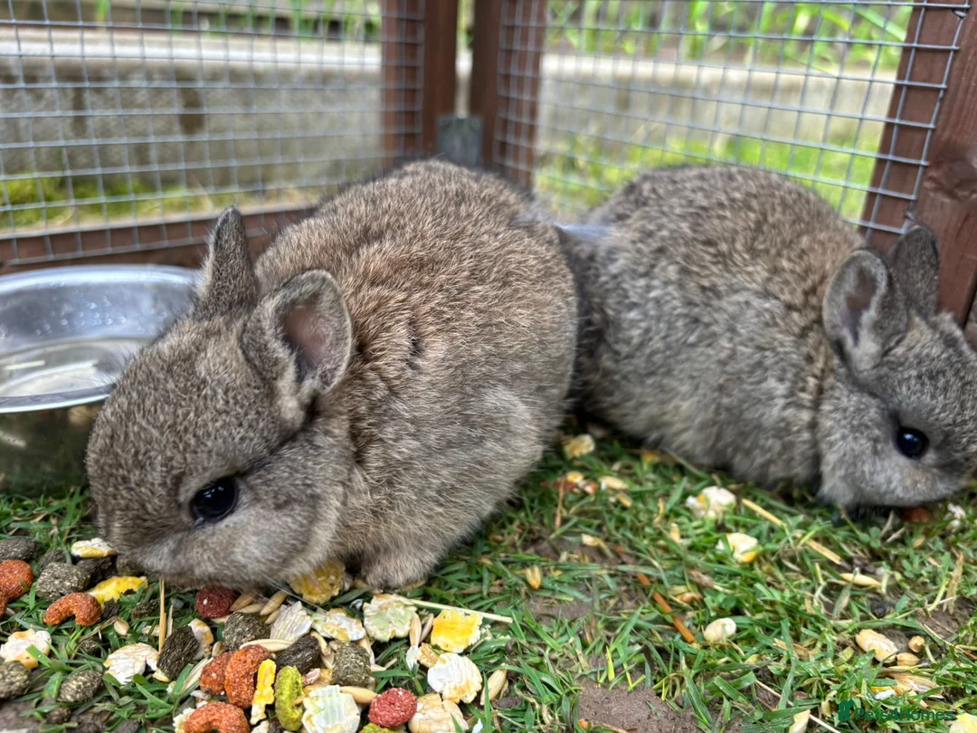Netherland Dwarf rabbits for sale: Netherland dwarf bunnies in Aylesbury - Advert 2