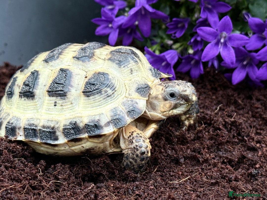 Tortoise reptiles for sale: Horsfield tortoise for sale,Setups also available  - Image 2