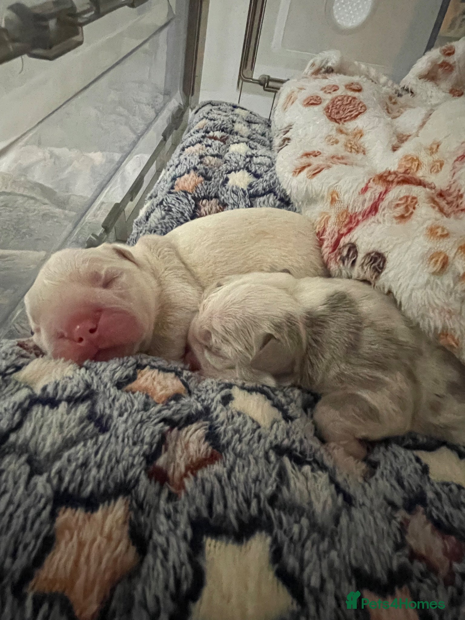 English Bulldog dogs ***KC REGISTERED FLUFFY ENGLISH BULLDOGS*** - Advert 2
