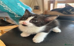 Mixed Breed cats for sale: 3 kittens for sale 1 boy 2 girls - Image 1