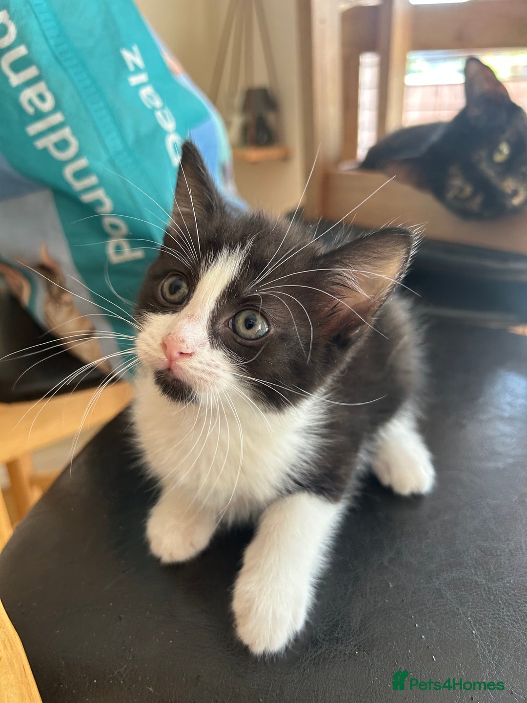 Mixed Breed cats for sale: 3 kittens for sale 1 boy 2 girls - Image 1