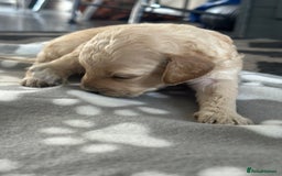 Labradoodle dogs for sale: Beautiful labradoodles for Sale  in Stoke-on-Trent - Image 17