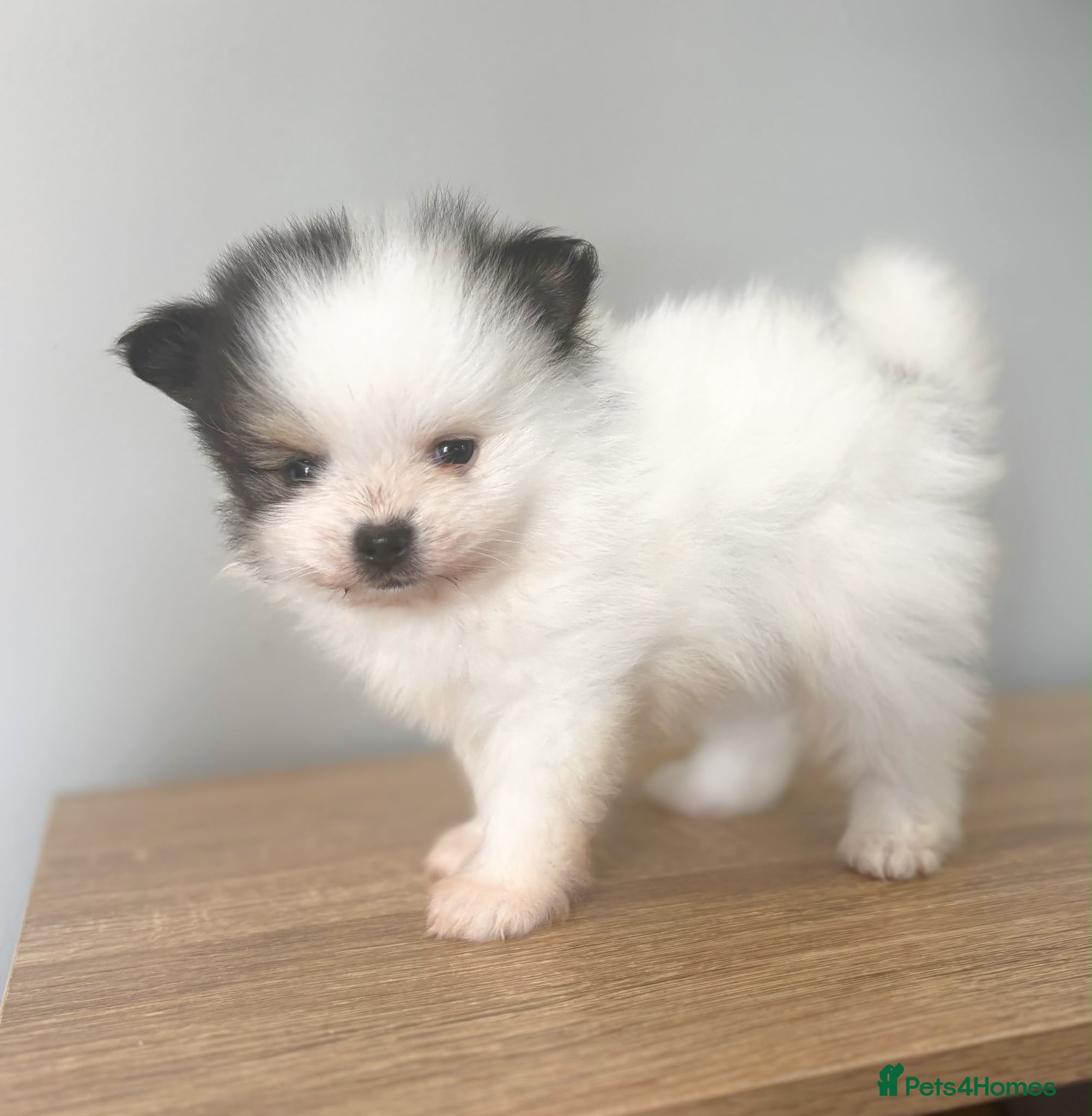 Pomeranian dogs 🐾KC REGISTERED STUNNING POMERANIAN PUPPIES 🐾 - Advert 4