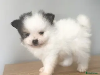 Pomeranian dogs 🐾KC REGISTERED STUNNING POMERANIAN PUPPIES 🐾 - Advert 4