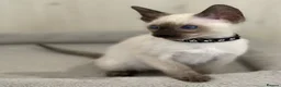 Siamese cats for sale: GCCF Registered Traditional Siamese Kittens.  - Advert 14