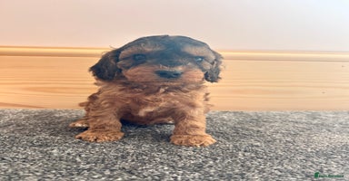 Cockapoo dogs - Advert 14