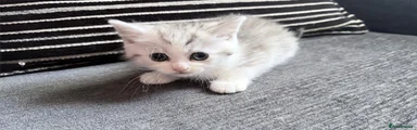 Persian Kitten 5